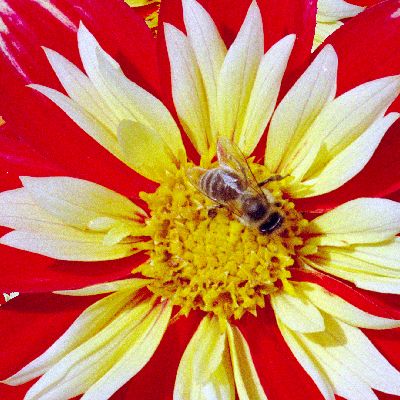 Dahlienlinien_Ausschnitt