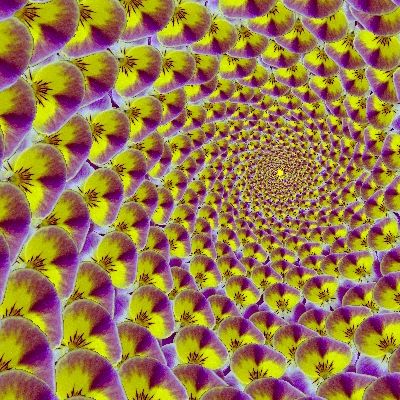 Hornveilchenstrudel_Ausschnitt