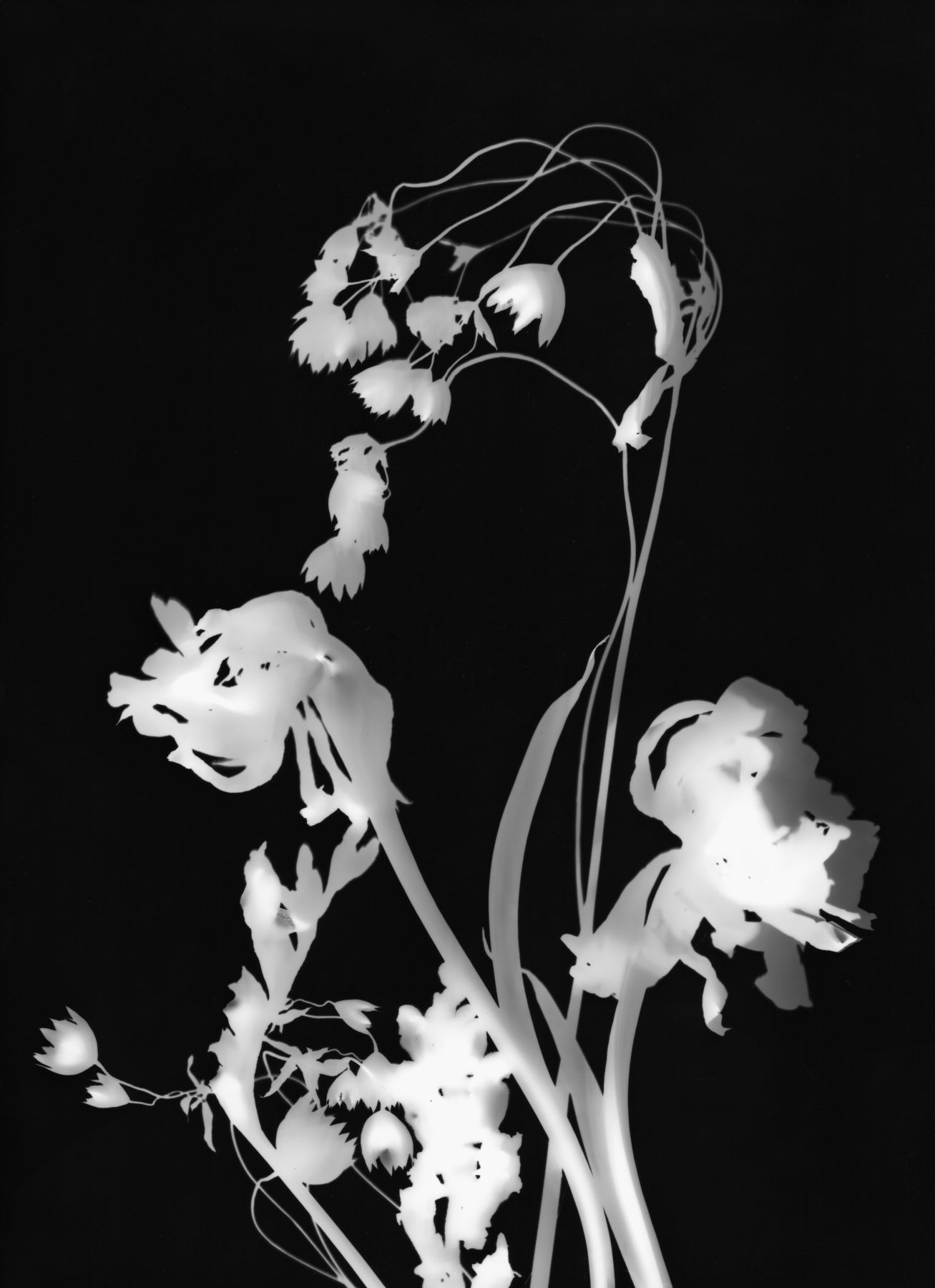 Fotogramm_2_reduziert