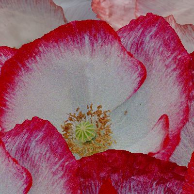 Mohnlandschaft_Ausschnitt