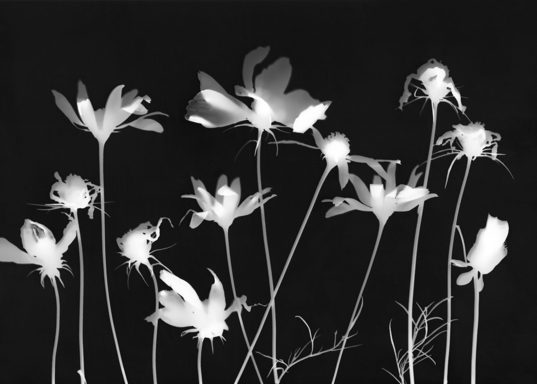 Fotogramm - Ende des Sommers - 1