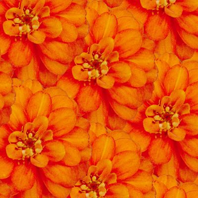 Blüte in orange - Originalauflösung